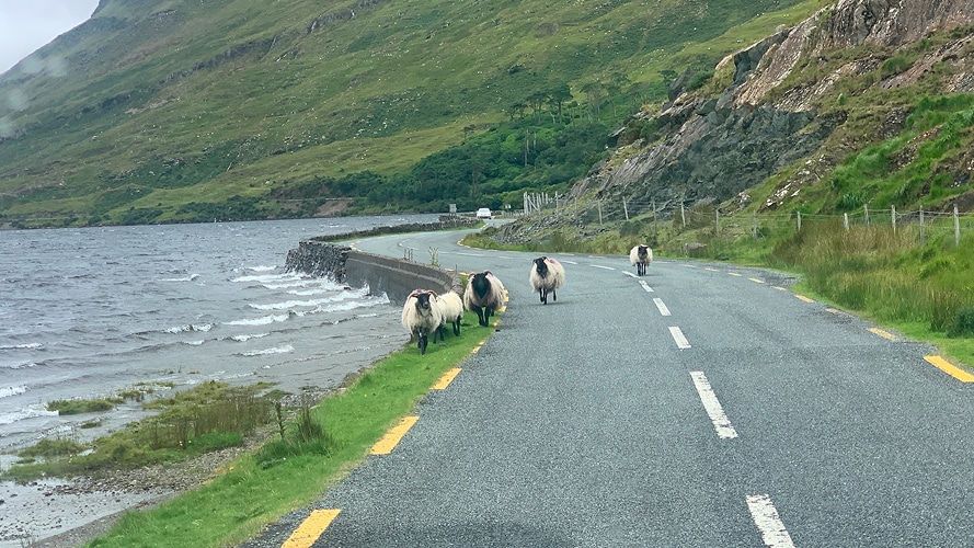 sheep on the road in connemara
