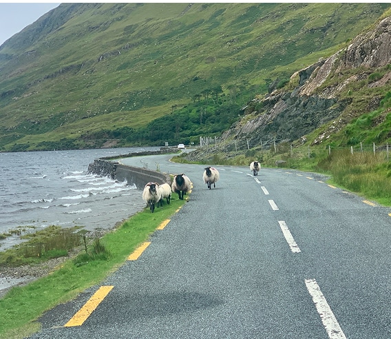 sheep on the road